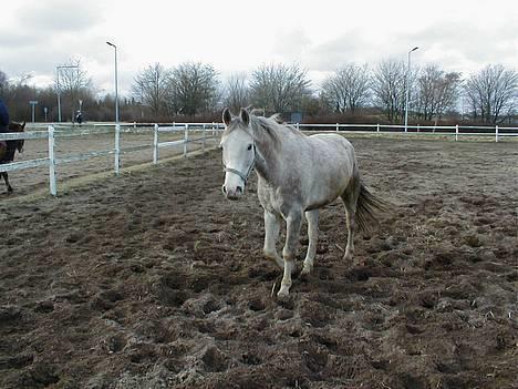 Anden særlig race Janus - En nysgerrig Janus på jagt efter lidt sjov! billede 2