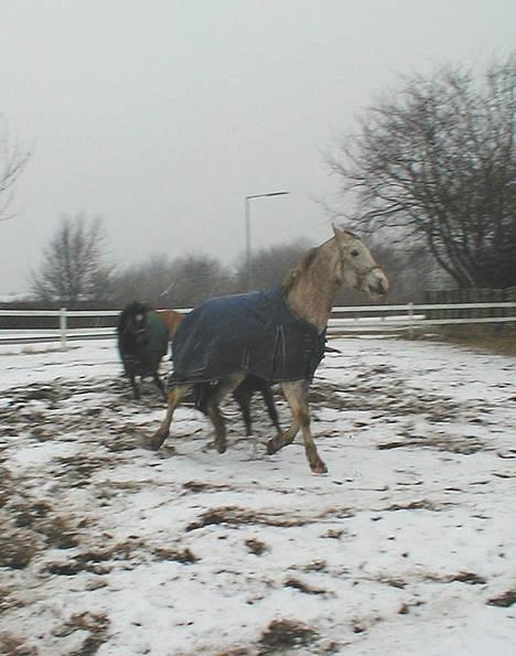 Anden særlig race Janus - Et lidt dårligt billede, men her er et af Janus i hans vintertøj billede 3