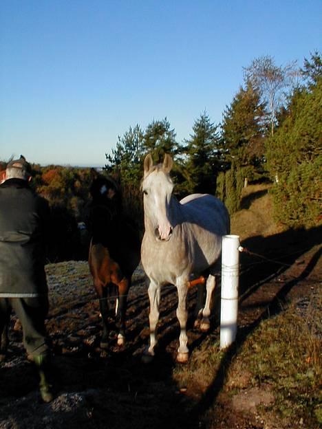 Anden særlig race Janus - Min hyps "nøgen". Uh hvor kan den grime være? billede 5