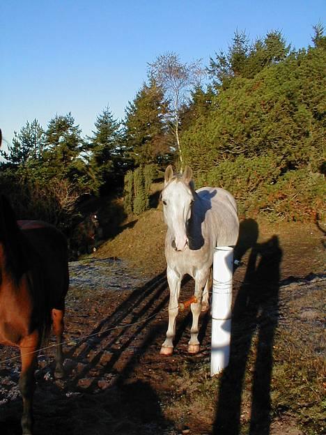 Anden særlig race Janus billede 6