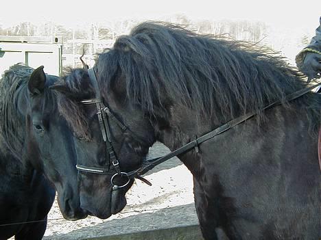 Welsh Cob (sec D) Dorthealyst Taffy - Taffy snuser lidt til Koket :) billede 1