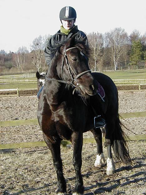 Welsh Cob (sec D) Dorthealyst Taffy billede 2