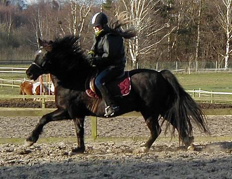 Welsh Cob (sec D) Dorthealyst Taffy - Taffy i galop, ved godt jeg ser lidt dum ud, men nu er det også Taffy det gælder jo! billede 3