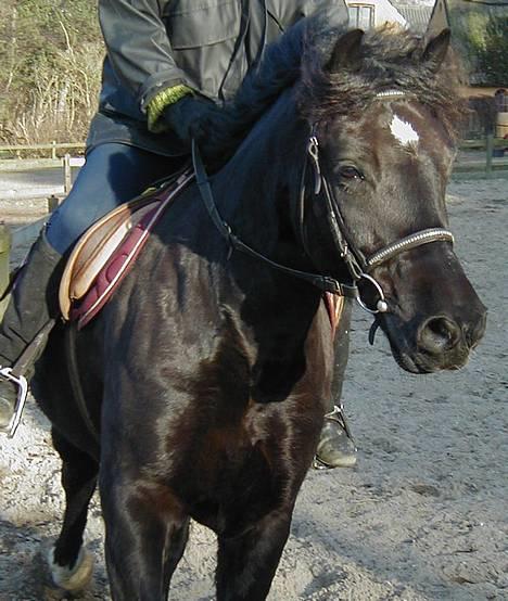 Welsh Cob (sec D) Dorthealyst Taffy - ja her har vi så den hoved-løse rytter, TAK til "Selma Q" som har taget billedet! billede 4