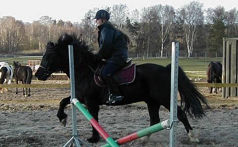 Welsh Cob (sec D) Dorthealyst Taffy billede 5