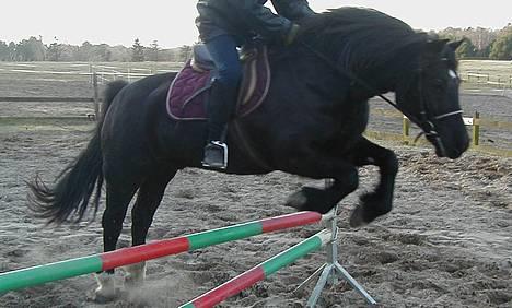 Welsh Cob (sec D) Dorthealyst Taffy - ja, her er hun jo så igen, den hovedløse-rytter, flot Selma! billede 6