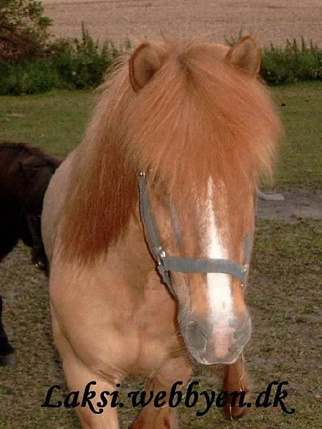 Islænder Snarfari fra Bakkelygård  - Snarfari fra Bakkelygård  billede 1