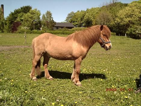 Islænder Snarfari fra Bakkelygård  billede 2