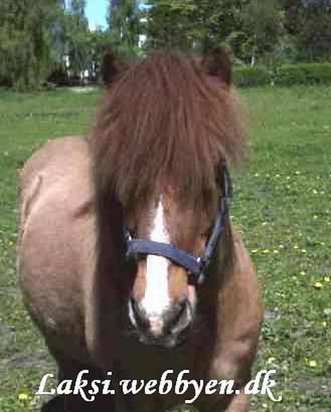 Islænder Snarfari fra Bakkelygård  billede 3