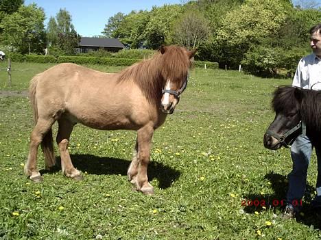 Islænder Snarfari fra Bakkelygård  billede 4