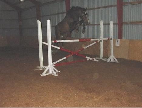 Dansk Varmblod Cor de'Light (Comet) - Løsspringning billede 3