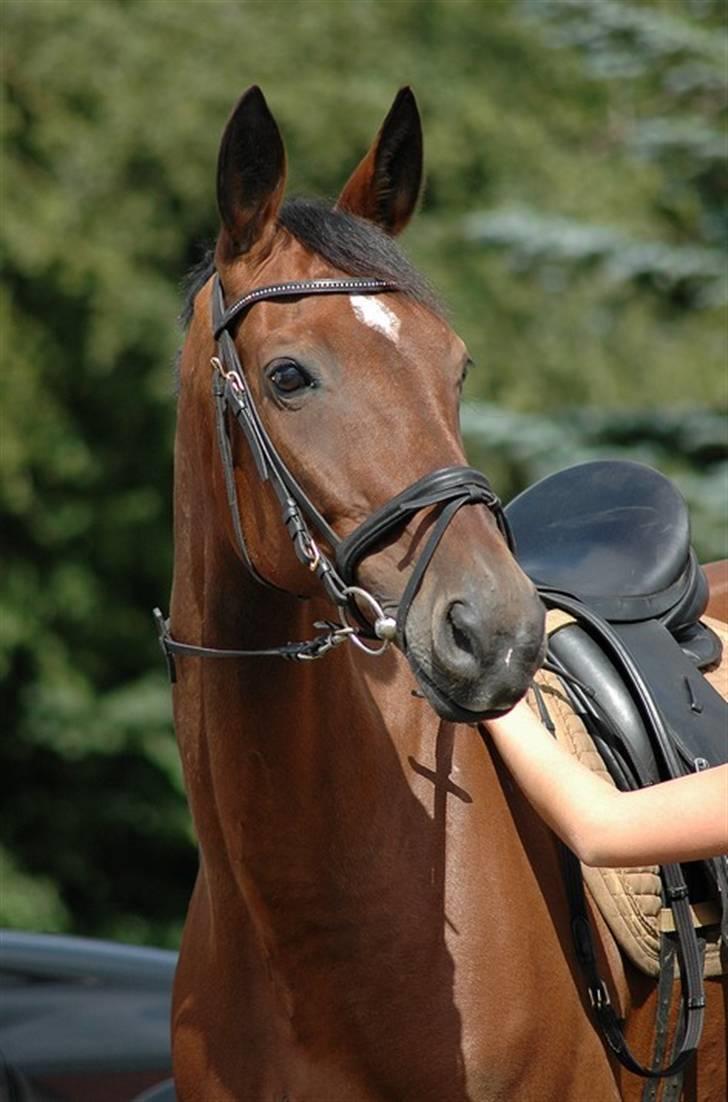 Hannoveraner shiba spudalshøj <33 - www.chaosphoto.dk  billede 1