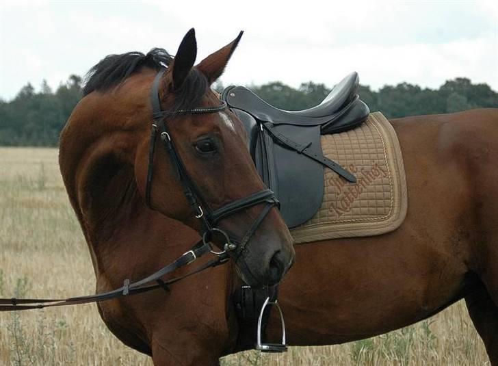 Hannoveraner shiba spudalshøj <33 - www.chaosphoto.dk  billede 3