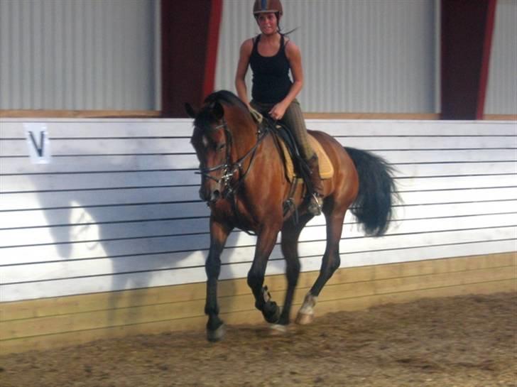 Hannoveraner shiba spudalshøj <33 billede 4