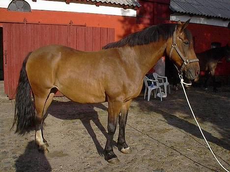 Oldenborg Julie -Julle billede 2