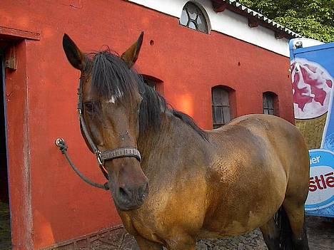 Oldenborg Julie -Julle billede 3