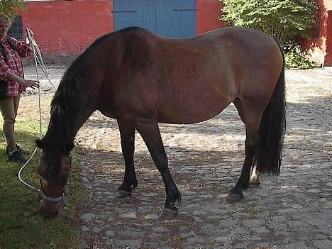 Oldenborg Julie -Julle billede 4