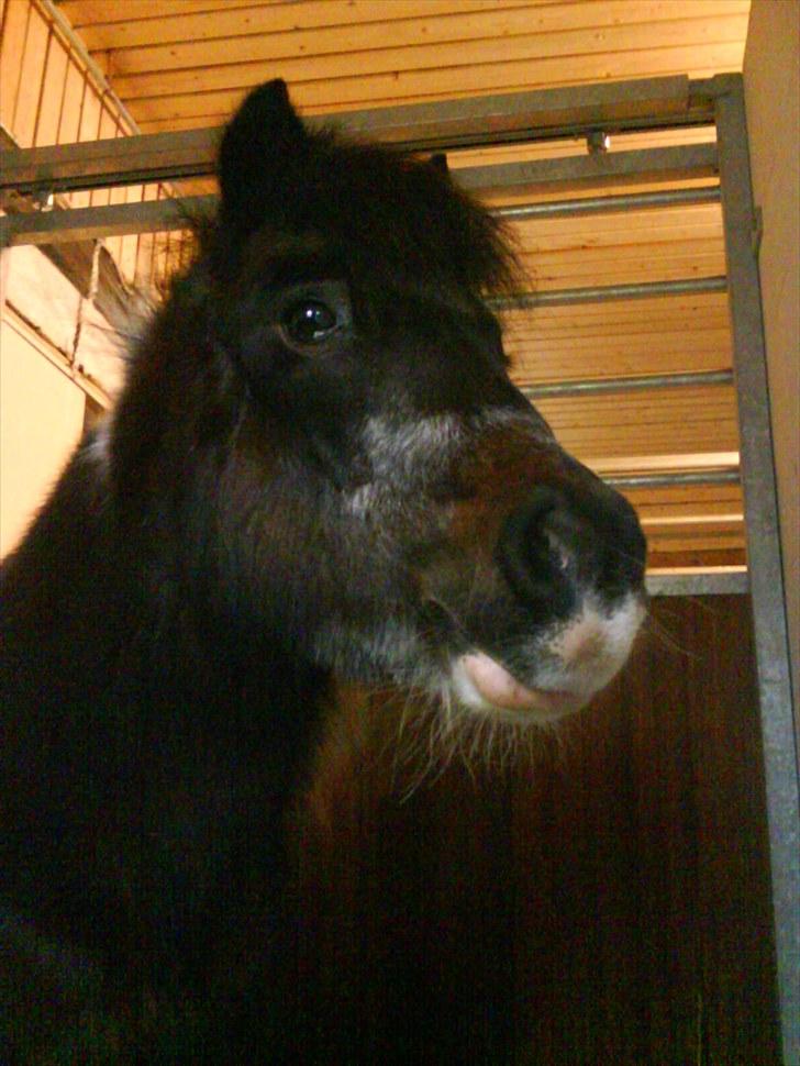 Pinto Mille Charfilo R.I.P.  - Min elskede lille pige... savnet utroligt meget billede 1