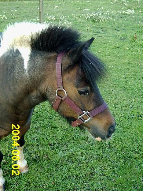 Pinto Mille Charfilo R.I.P.  billede 2