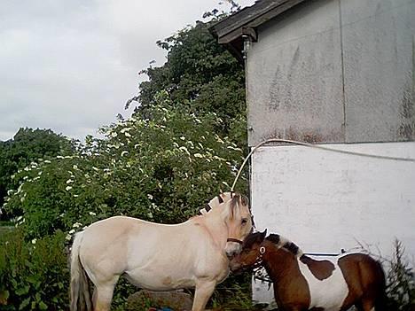 Pinto Mille Charfilo R.I.P.  billede 3