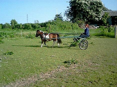 Pinto Mille Charfilo R.I.P.  billede 4
