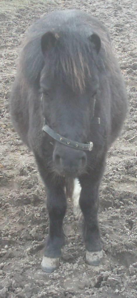 Miniature Cirkeline - Fotografen kom forbi idag 28.03.04 -fangede en tyk beskidt Cirkeline billede 4