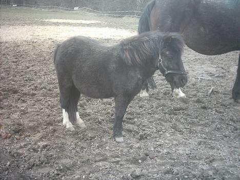 Miniature Cirkeline - højgravid Cirkeline og lidt af Musse store mave også med føl i. billede 6