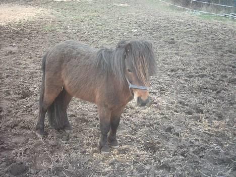 Miniature trold - Fotografen fangede også en beskidt Trold 28.03.04 - som faktisk er blevet tynd indeunder al pelsen, og får nu lidt mere og spise. billede 5