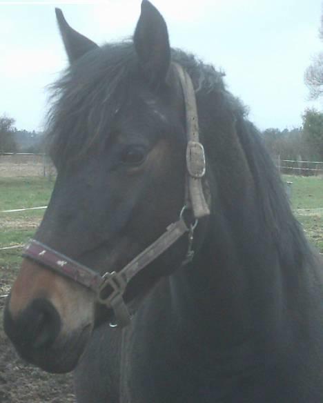 Anden særlig race Musse - Musse kikker efter fotografen! billede 7