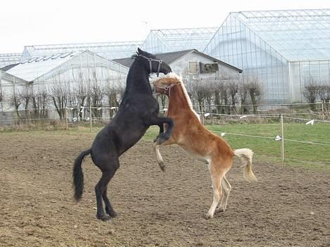 Frieser Loke af Friesergaarden - min bedste ven Waldemar billede 7