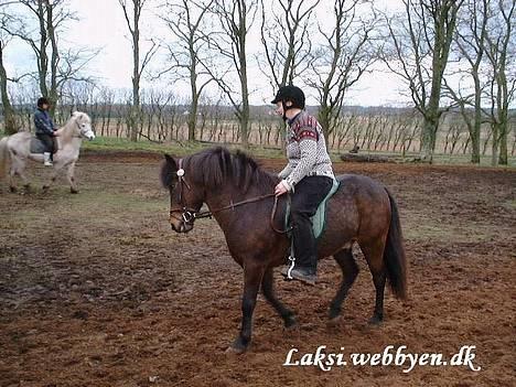 Islænder Laksi - Her er vi lige på kursus billede 6