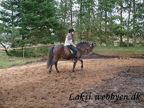 Islænder Laksi - Og endnu et billede fra kursusdagen billede 7