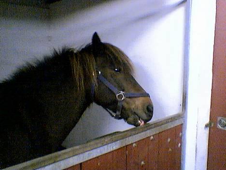 Islænder Laksi - Spisetid billede 8