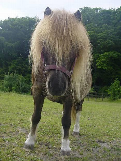 Shetlænder viktor  solgt - kuk kuk,er jeg ikke fin nu kan jeg se jer... billede 1