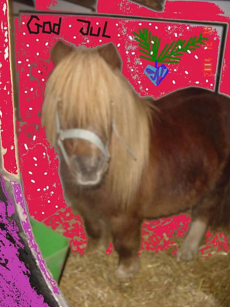 Shetlænder viktor  solgt - alle ønskes en god jul,og et godt nytår fra os............... billede 2