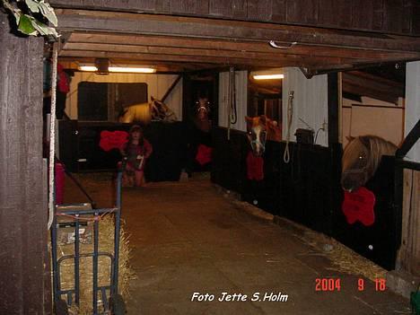 Shetlænder viktor  solgt - her står vi i vores lille hyggelige stald............Viktor,Boy,Samson,Mac Twist. og Winnie,,, billede 3