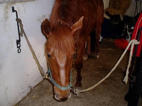 DSP Grarvens Malou(Aflivet) billede 1