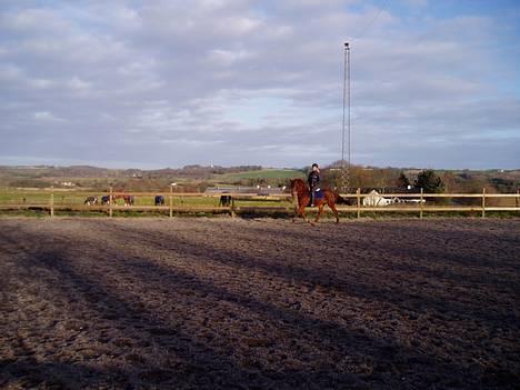 DSP Grarvens Malou(Aflivet) billede 4