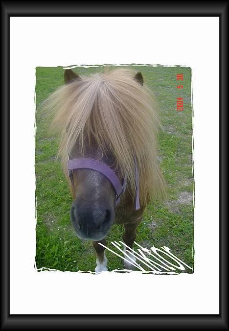 Shetlænder viktor  solgt - viktor igen billede 4