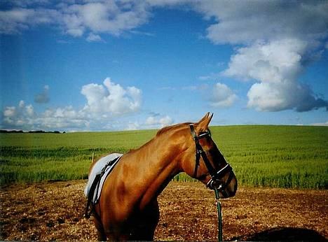 Dansk Varmblod Lazall Harkjær (pinki) - Her står vi og kigger  billede 1