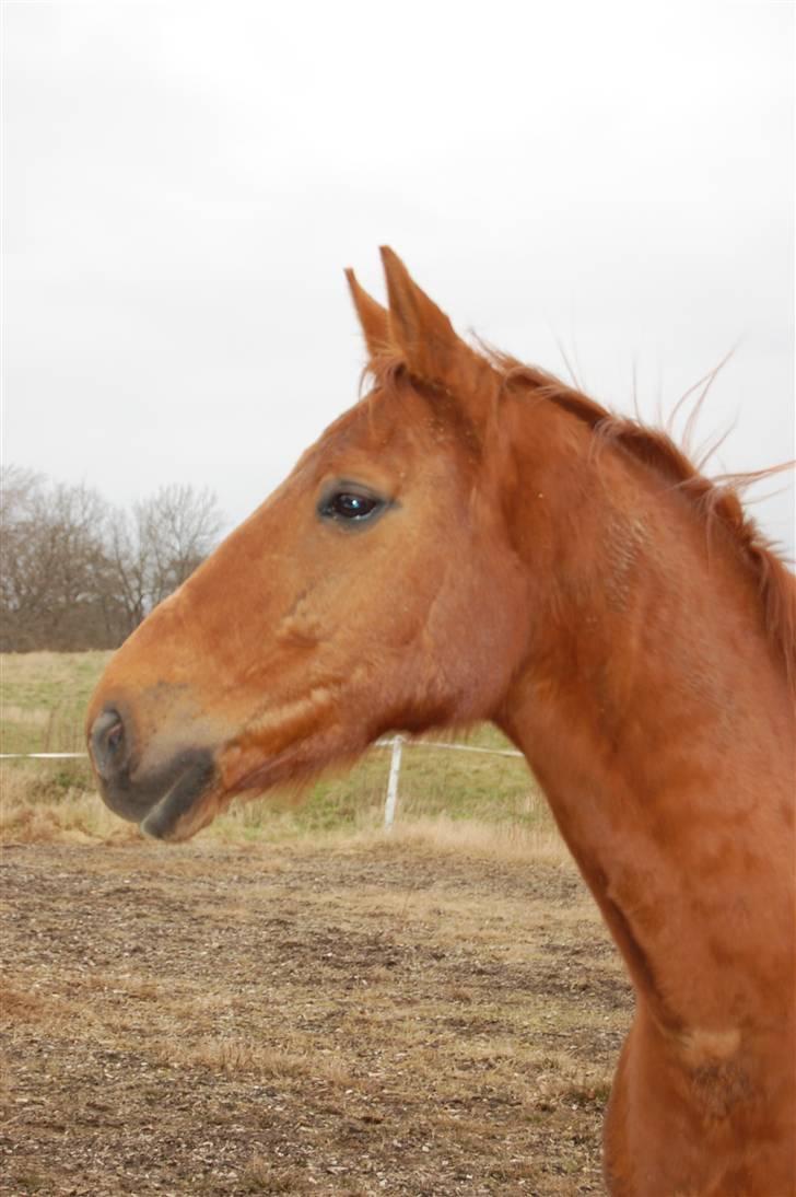 Dansk Varmblod Lazall Harkjær (pinki) - var der nogen der kaldte? billede 2