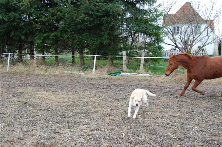 Dansk Varmblod Lazall Harkjær (pinki) - Leger med Otto billede 3