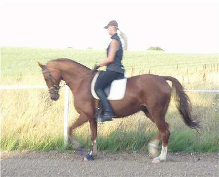 Dansk Varmblod Delacy Harkjær DH - Lidt træning billede 1