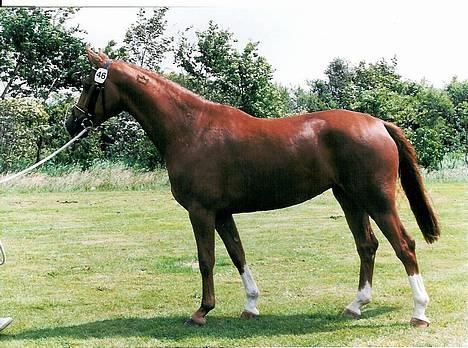 Dansk Varmblod Delacy Harkjær DH - her er hun til hoppekåring Hvor hun blev DH billede 2