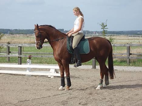 Dansk Varmblod Delacy Harkjær DH - Den blev ikke så god.  billede 3