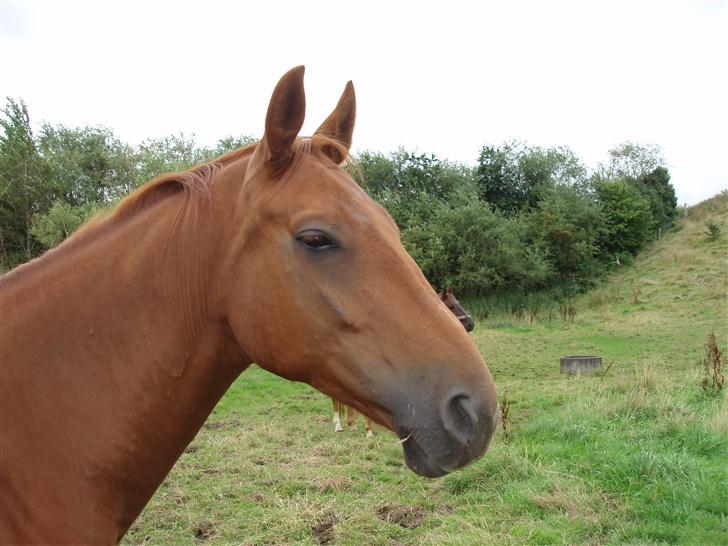 Dansk Varmblod Lazall Harkjær (pinki) billede 4