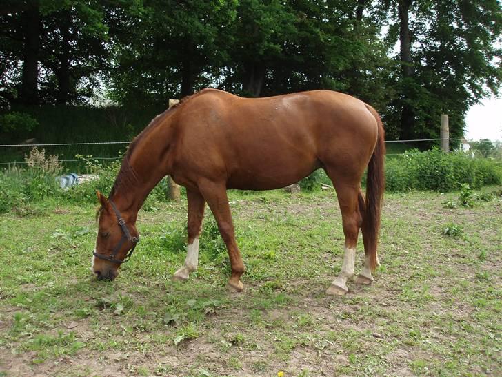 Dansk Varmblod Delacy Harkjær DH - En hest der er noget for sig selv billede 4