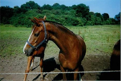 Dansk Varmblod Delacy Harkjær DH - så stjæler vi lige billedet billede 5