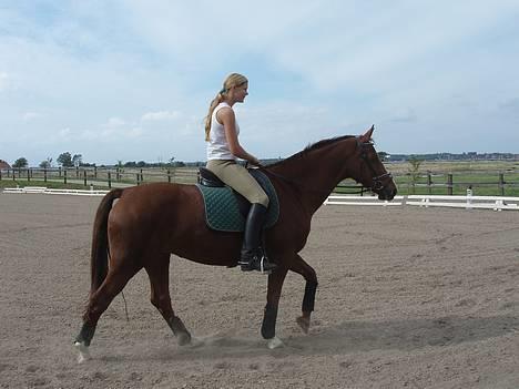Dansk Varmblod Delacy Harkjær DH - slapp af billede 6