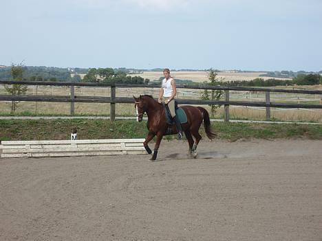 Dansk Varmblod Delacy Harkjær DH - lidt træning billede 7
